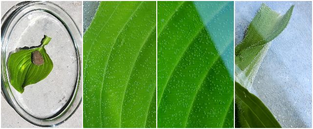 Leaf submerged in water
